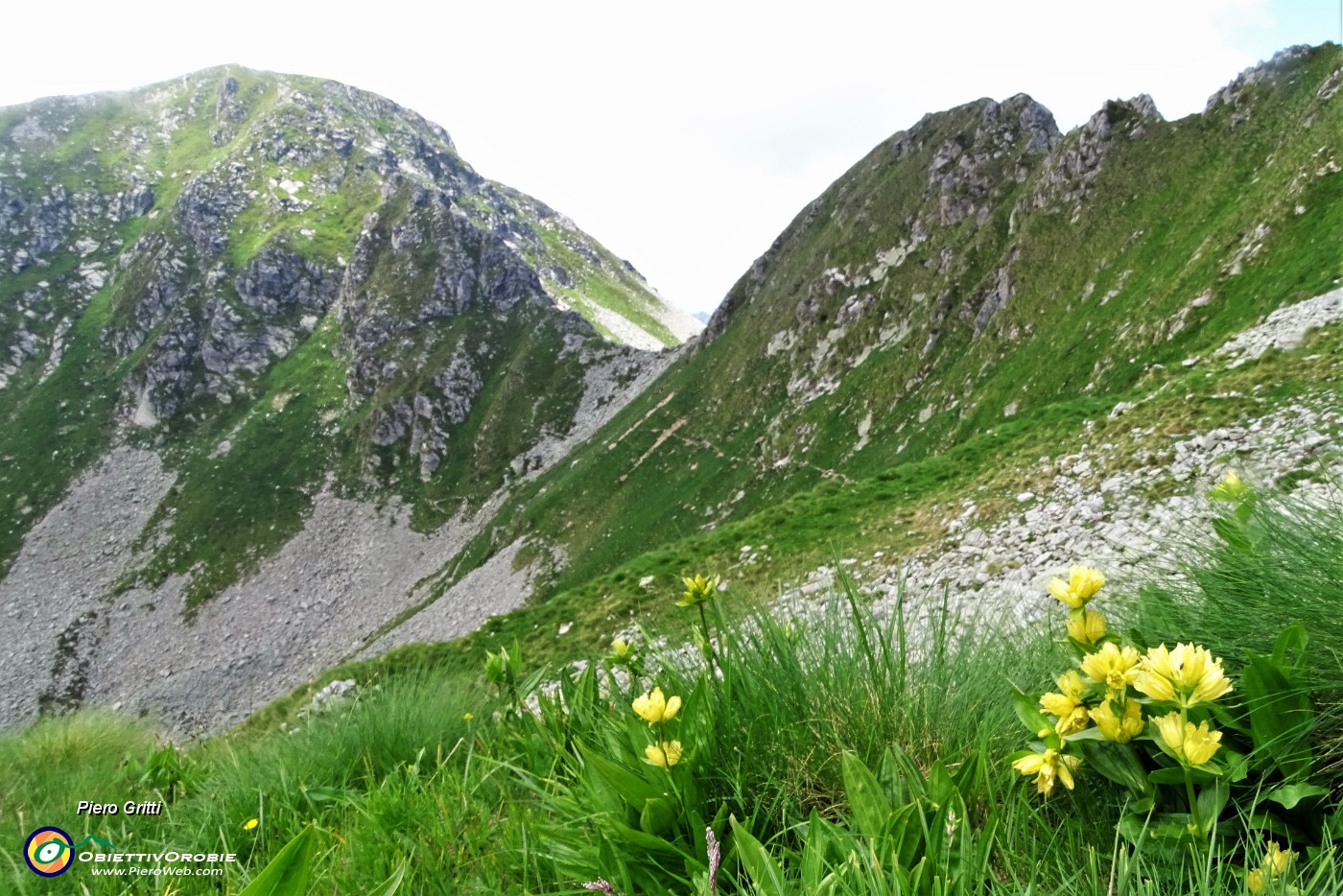 82 Genziana maggiore (Gentiana lutea) con Passo di porcile e Cima Valegino.JPG